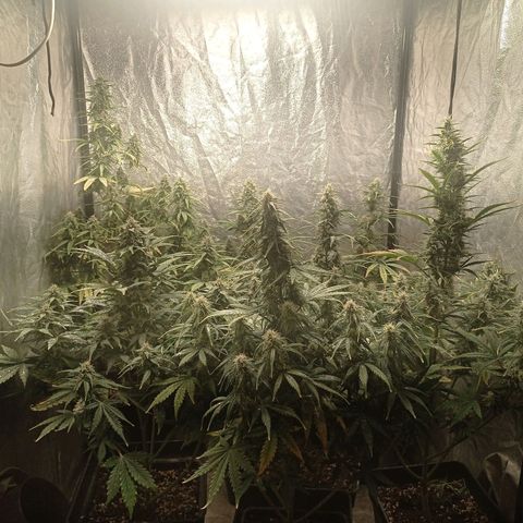 AK Automatic growlog photo: Tienen una notoria sobrefertilizacion