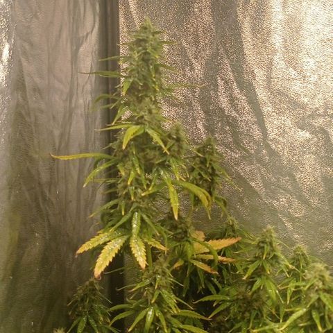 AK Automatic growlog photo: Tienen una notoria sobrefertilizacion