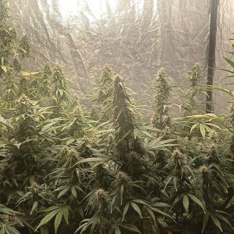 AK Automatic growlog photo: Tienen una notoria sobrefertilizacion