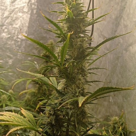 AK Automatic growlog photo: Tienen una notoria sobrefertilizacion