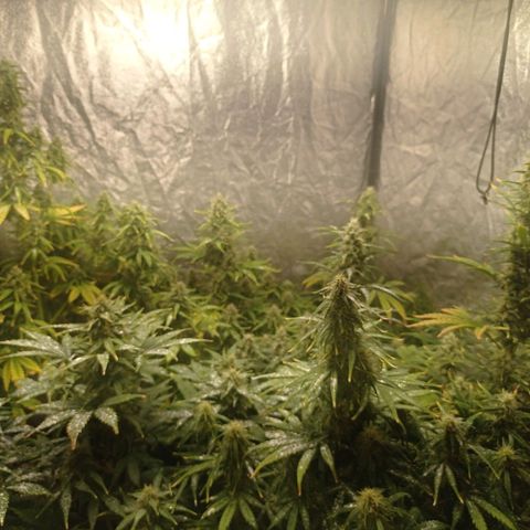 AK Automatic growlog photo: Tienen una notoria sobrefertilizacion