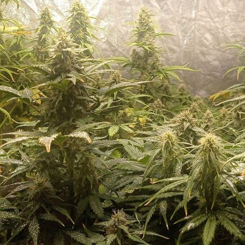 AK Automatic growlog photo: Tienen una notoria sobrefertilizacion