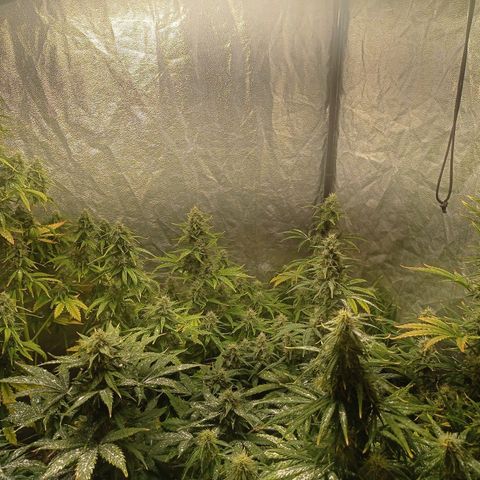 AK Automatic growlog photo: Tienen una notoria sobrefertilizacion