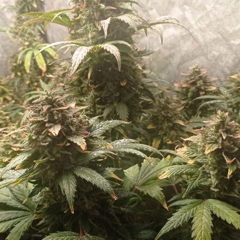 AK Automatic growlog photo: En lavado de raíces con Final Flush
