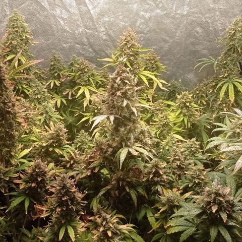 AK Automatic growlog photo: En lavado de raíces con Final Flush