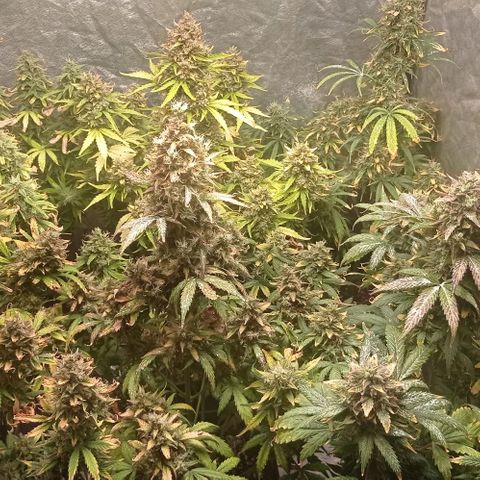 AK Automatic growlog photo: En lavado de raíces con Final Flush