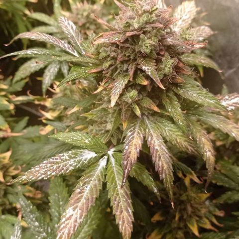 AK Automatic growlog photo: En lavado de raíces con Final Flush