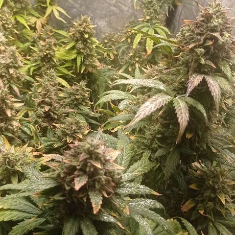 AK Automatic growlog photo: En lavado de raíces con Final Flush