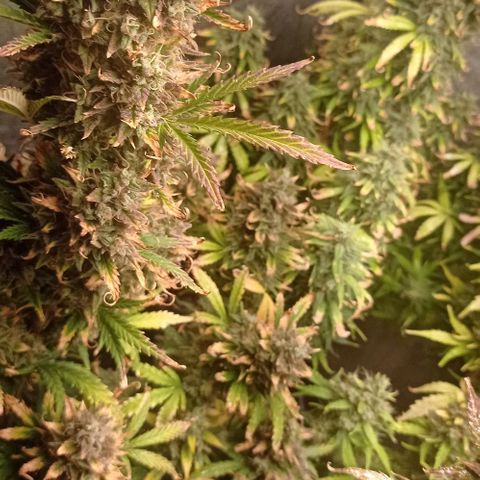AK Automatic growlog photo: En lavado de raíces con Final Flush