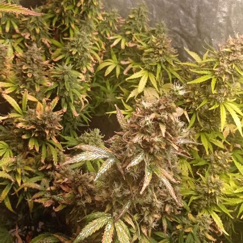AK Automatic growlog photo: En lavado de raíces con Final Flush