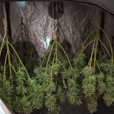 AK Automatic growlog photo: En secado...

