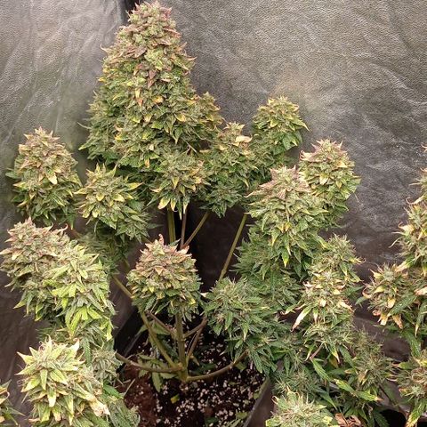 AK Automatic growlog photo: En secado...
