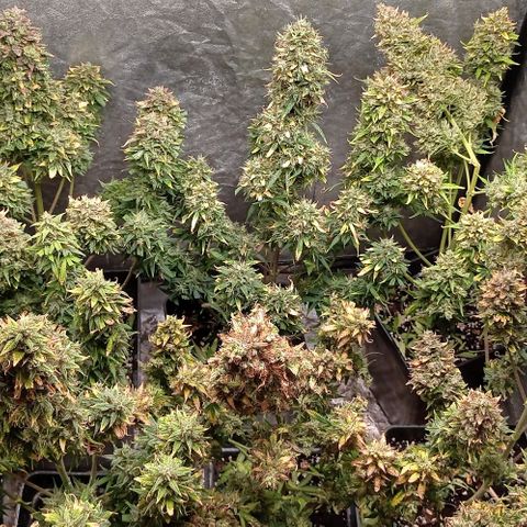 AK Automatic growlog photo: En secado...
