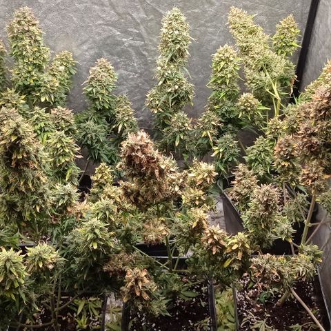AK Automatic growlog photo: En secado...
