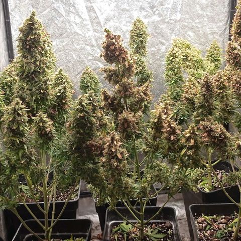 AK Automatic growlog photo: En secado...
