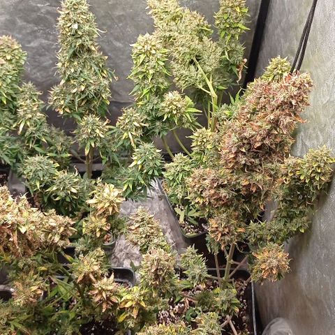 AK Automatic growlog photo: En secado...
