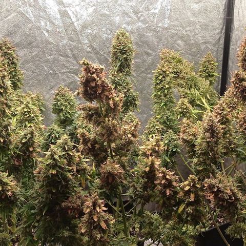 AK Automatic growlog photo: En secado...
