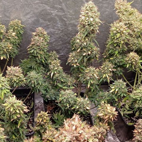AK Automatic growlog photo: En secado...

