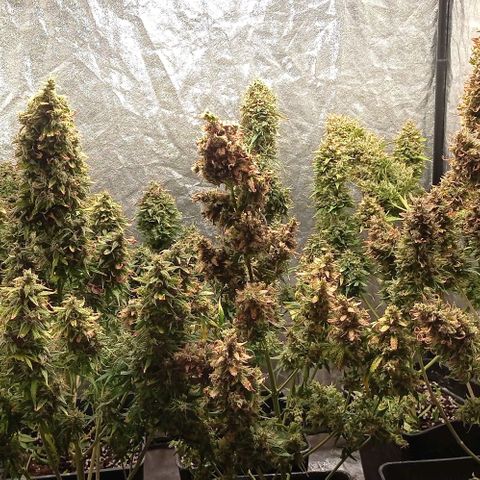 AK Automatic growlog photo: En secado...
