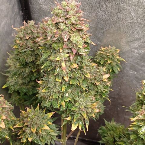 AK Automatic growlog photo: En secado...
