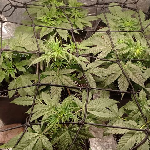 AK Automatic growlog timeline photo