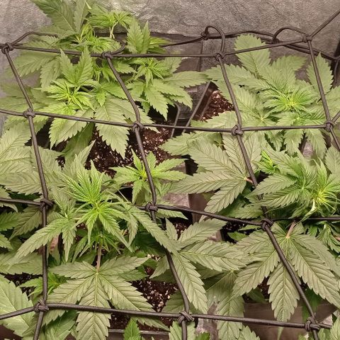 AK Automatic growlog timeline photo