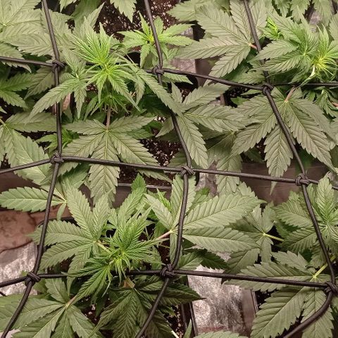 AK Automatic growlog timeline photo