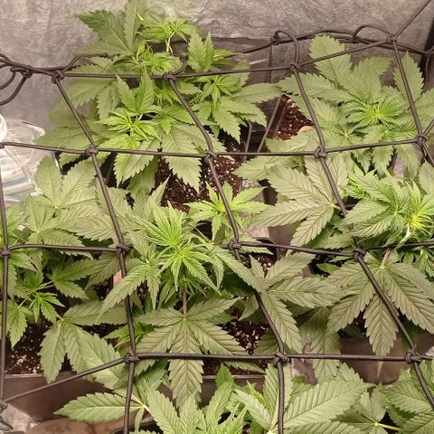 AK Automatic growlog timeline photo