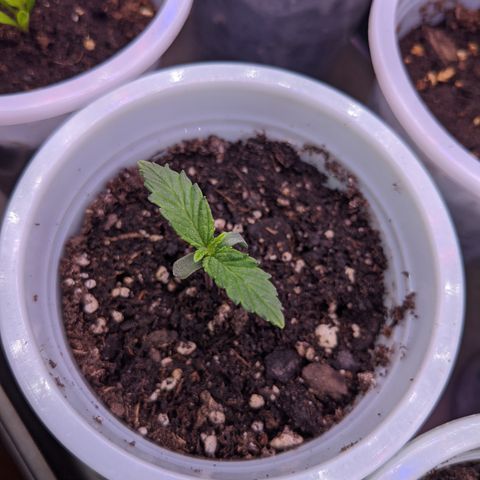 Limp Dick growlog timeline photo