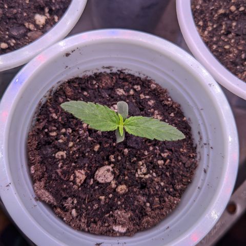 Dumbo growlog timeline photo