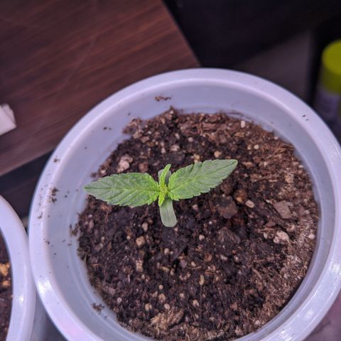 Boo 👻 growlog timeline photo