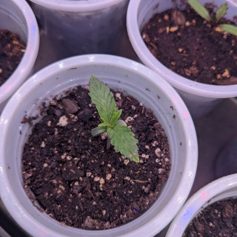 Limp Dick growlog timeline photo