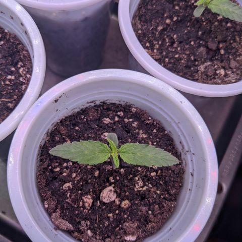 Dumbo growlog timeline photo