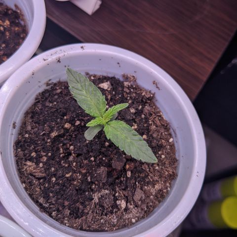 Boo 👻 growlog timeline photo