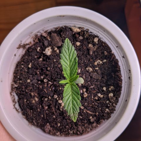 Limp Dick growlog timeline photo