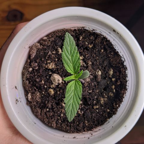 Dumbo growlog timeline photo