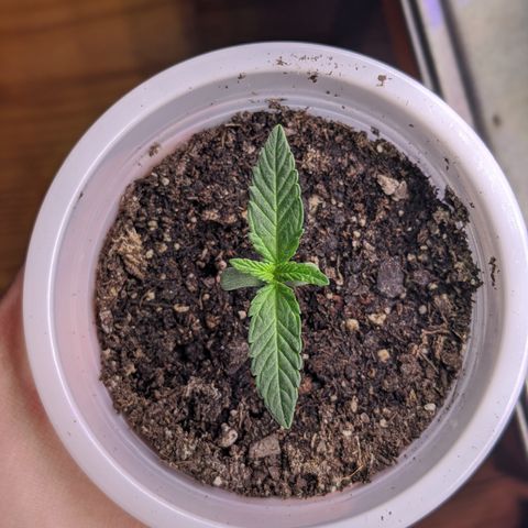 Boo 👻 growlog timeline photo
