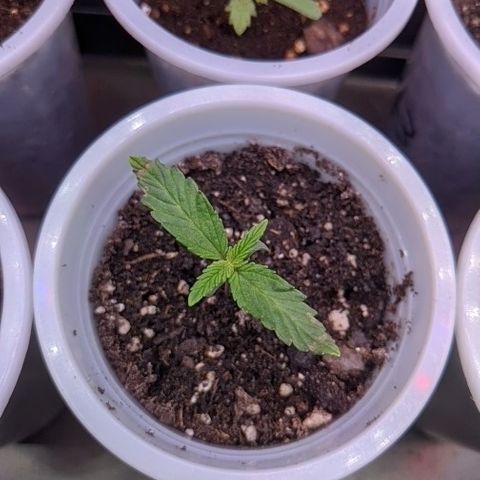 Limp Dick growlog photo: Light/Nutrient burn potentially starting