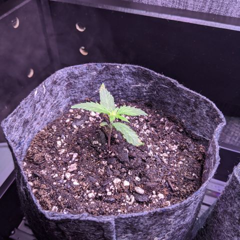 Limp Dick growlog timeline photo