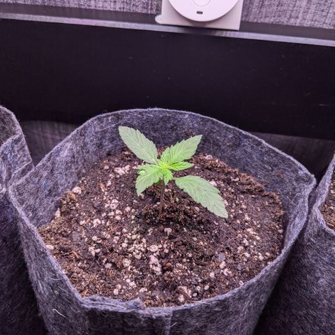 Dumbo growlog timeline photo