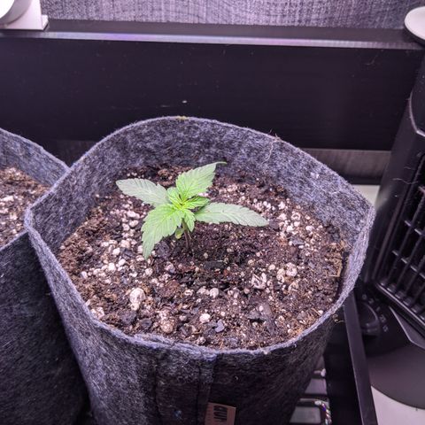 Boo 👻 growlog timeline photo