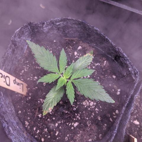Limp Dick growlog timeline photo