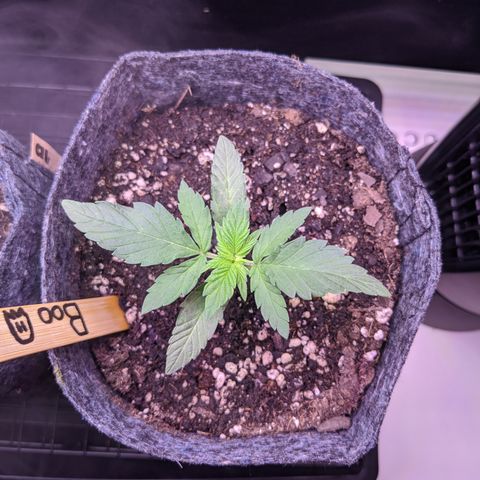 Boo 👻 growlog timeline photo