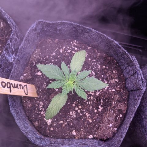 Dumbo growlog timeline photo