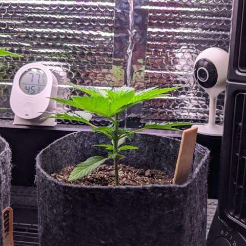 Dumbo growlog timeline photo
