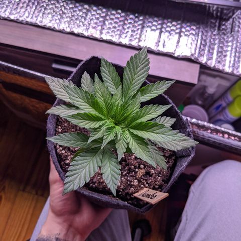 Dumbo growlog timeline photo