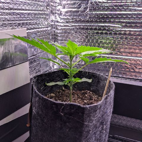 Limp Dick growlog timeline photo