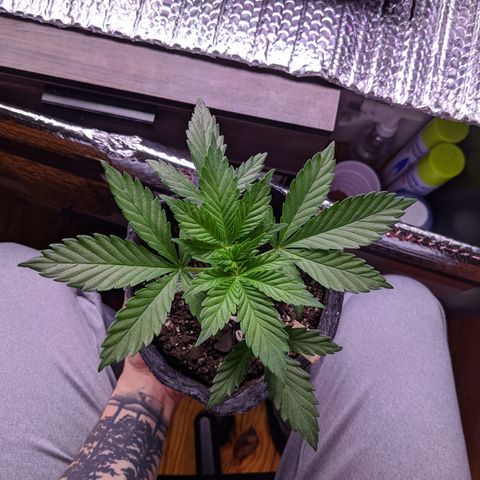 Limp Dick growlog timeline photo