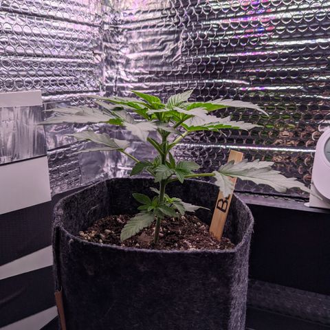 Boo 👻 growlog timeline photo