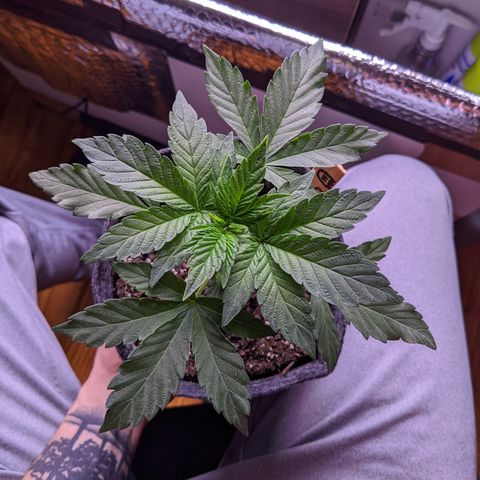 Boo 👻 growlog timeline photo
